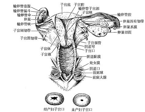 女人形|女性生殖系统和骨盆的解剖学：带注释的插图和定义 